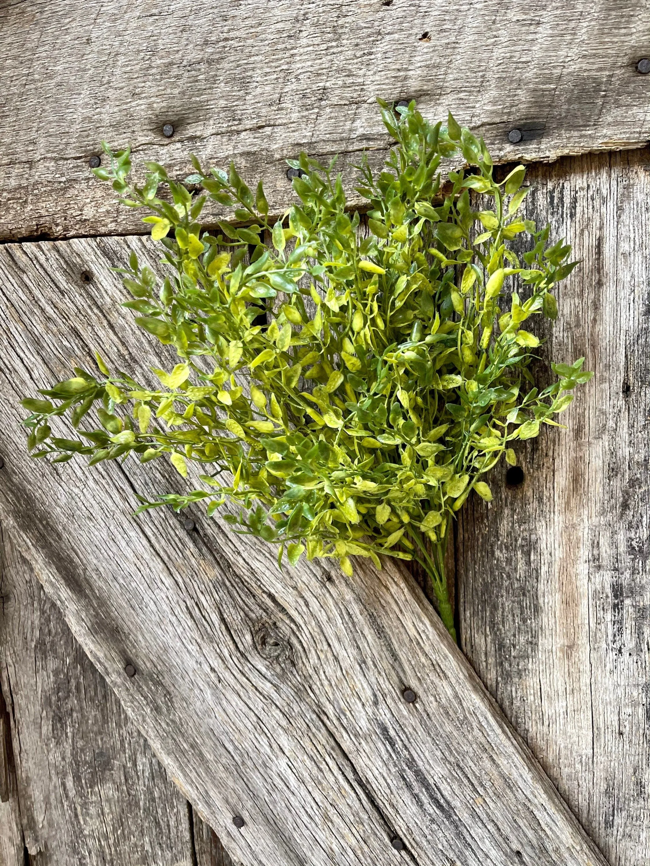 Lemon Beauty Bush, Wreath Greenery