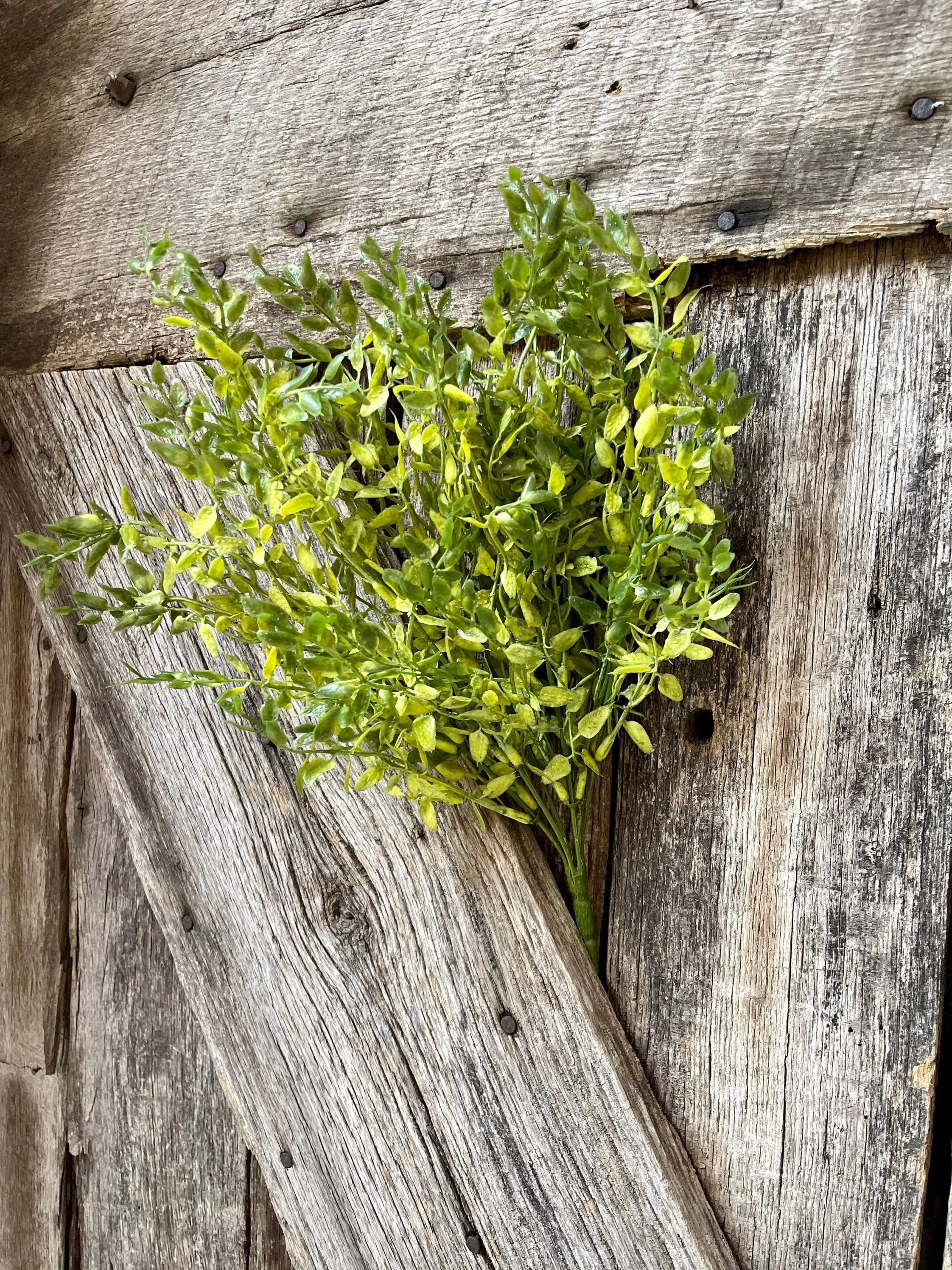 Lemon Beauty Bush, Wreath Greenery