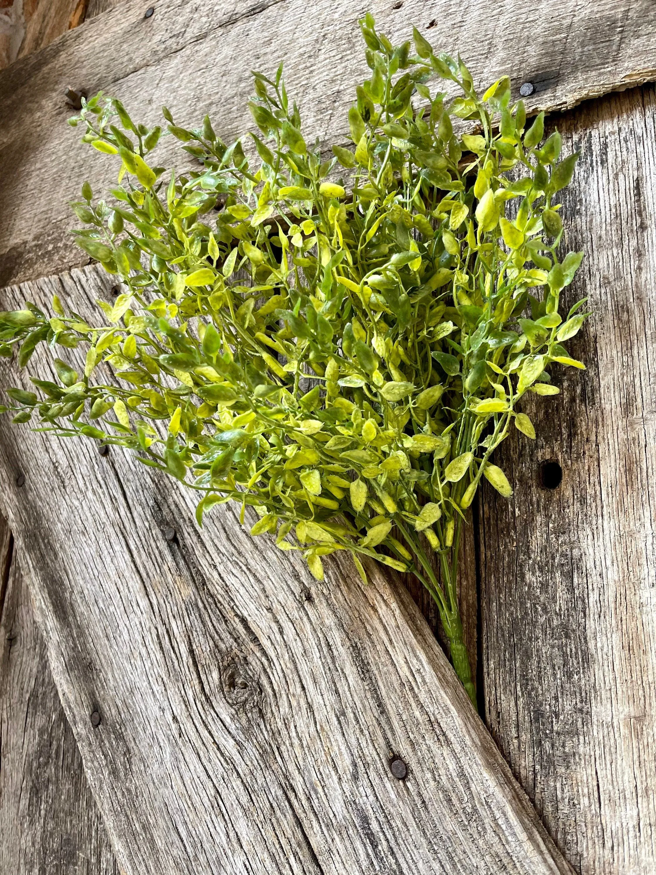 Lemon Beauty Bush, Wreath Greenery